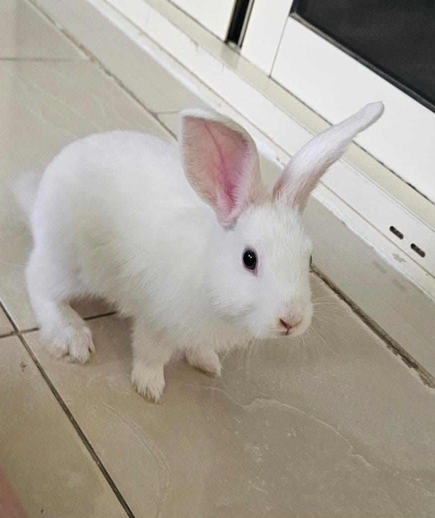 Snowball (Snowy)