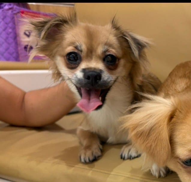 Mabel (urgent foster needed)