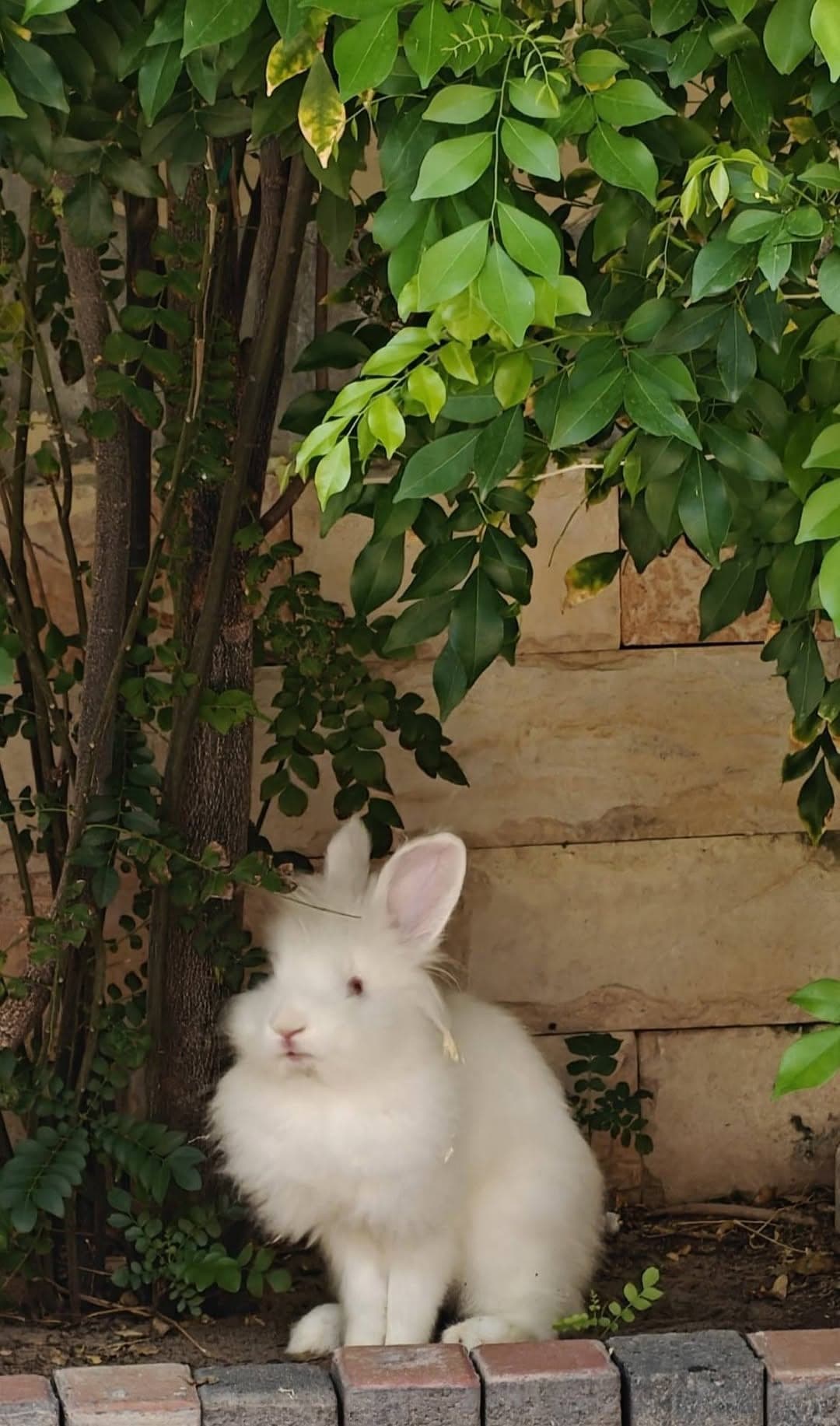 Antonio (FOSTER OR ADOPT)