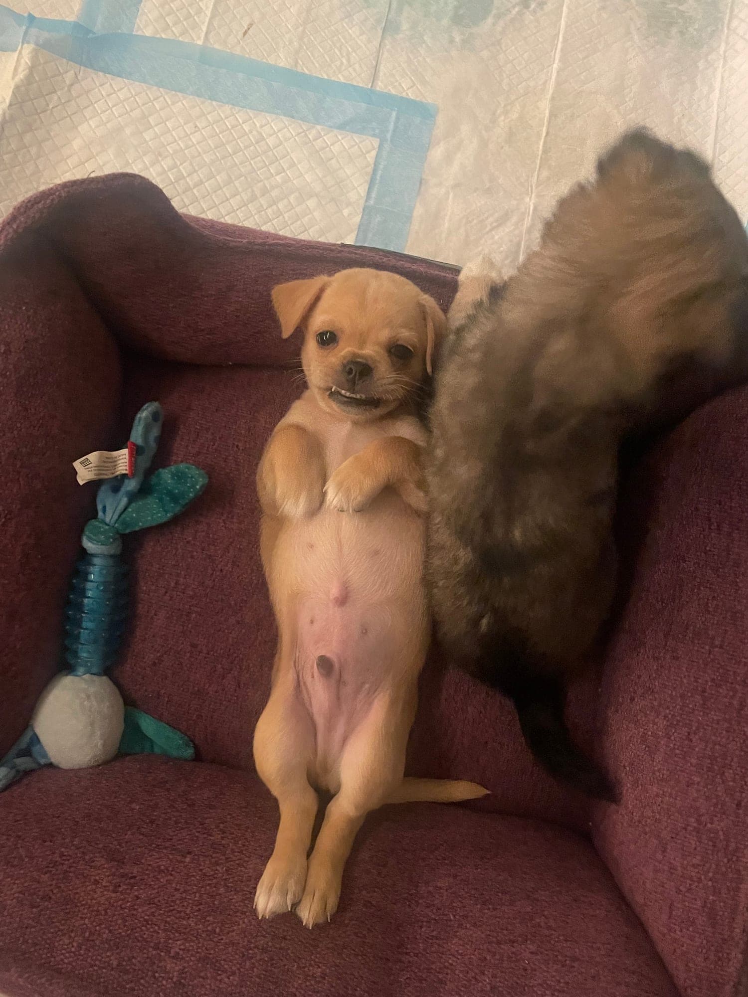 Teddy