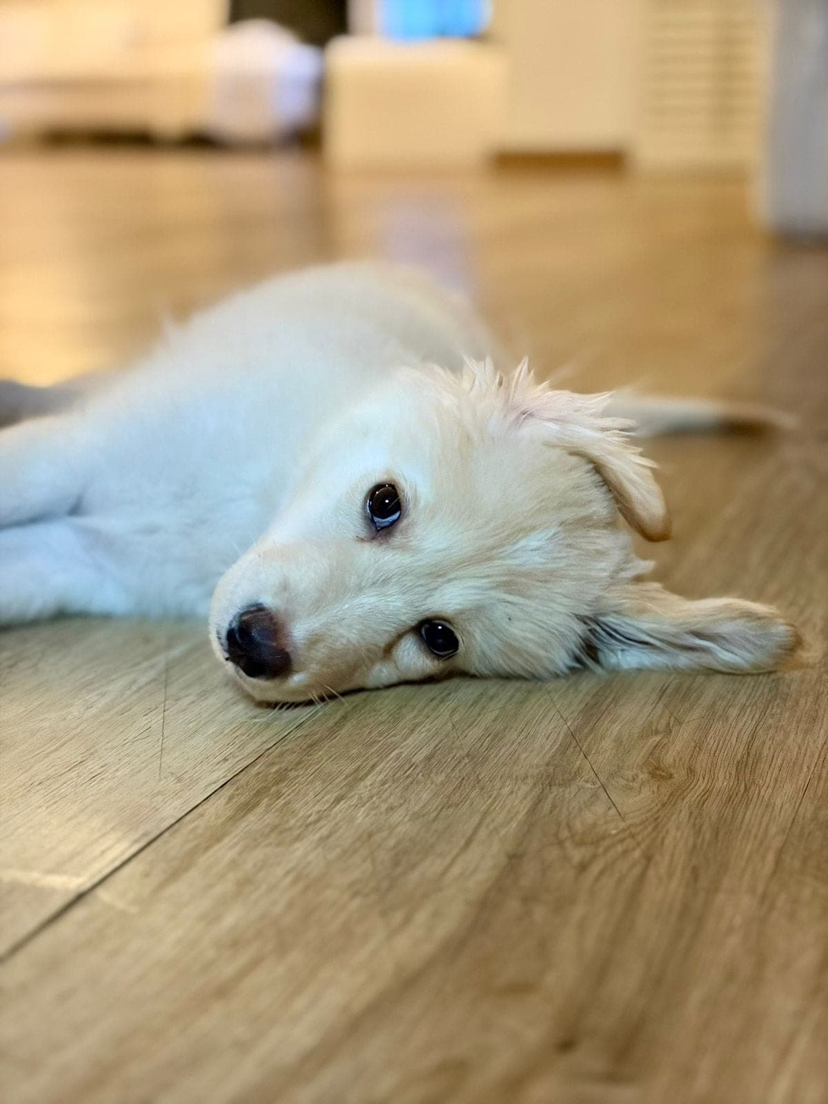 Mango - urgent FOSTER NEEDED