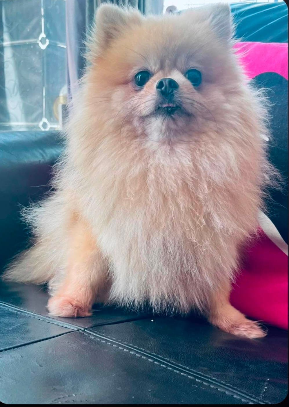Kioshi (urgent foster)