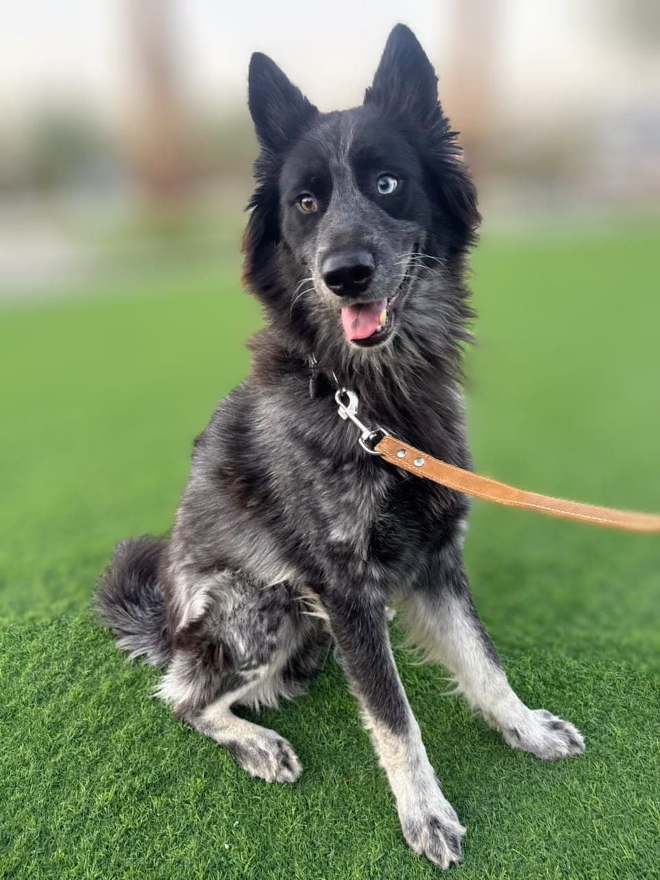 Enzo