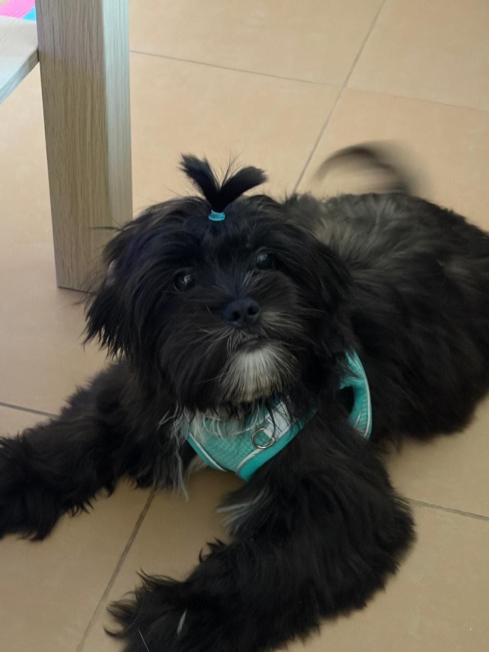 Shih Poo Puppies (male & Female)