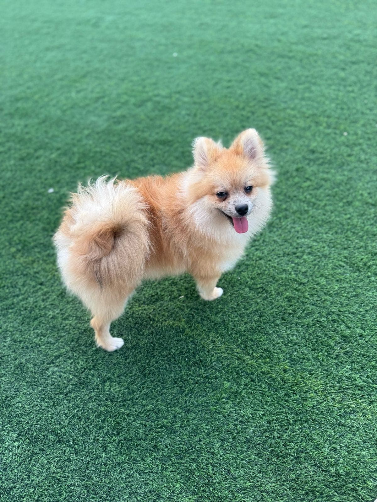 Teddy