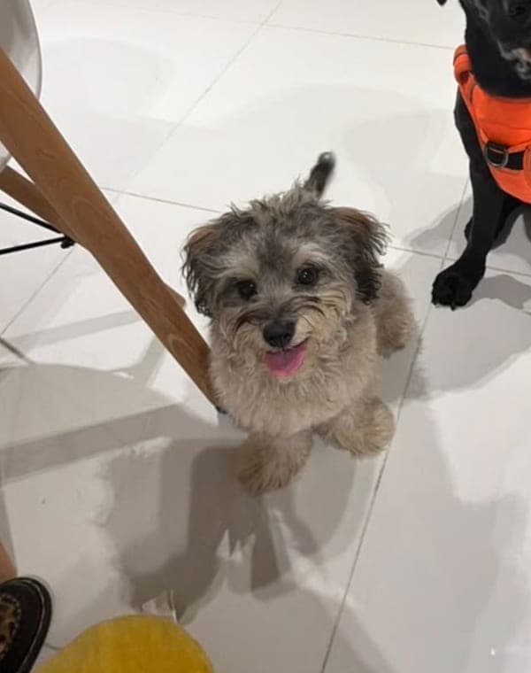 Rudi