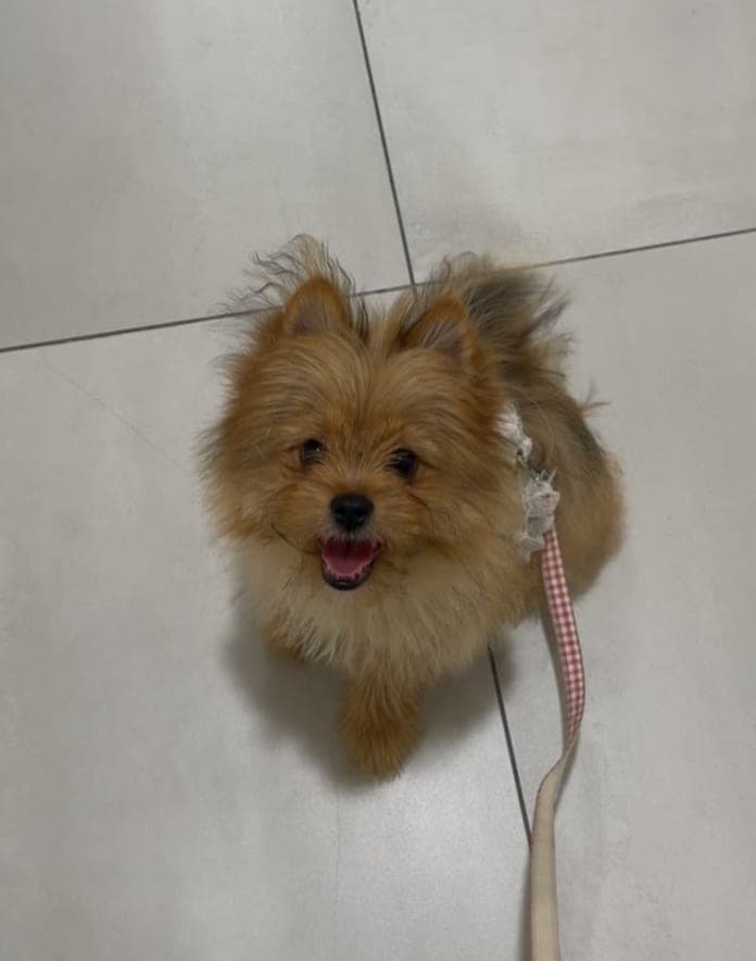 Suki