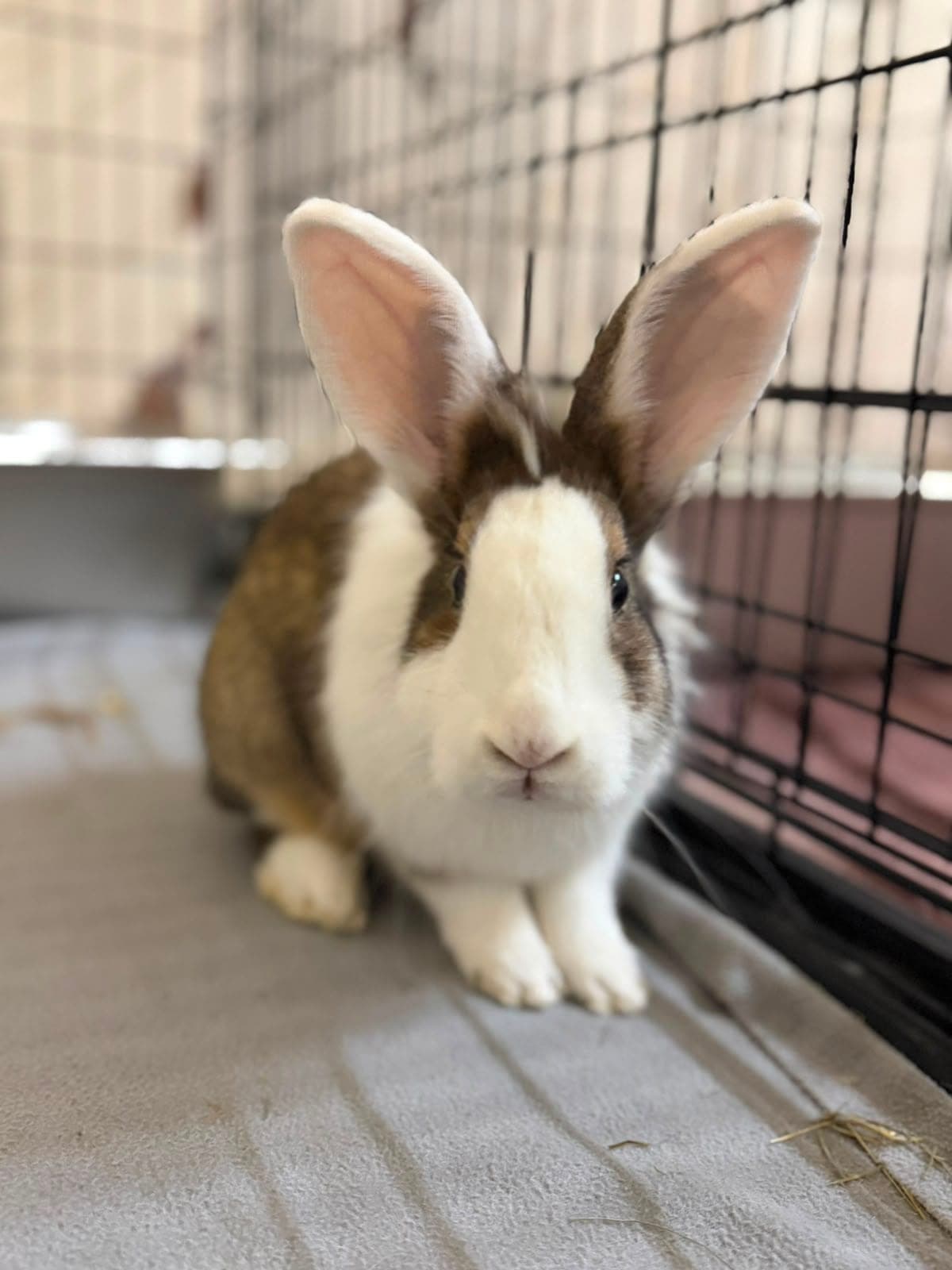 Loki