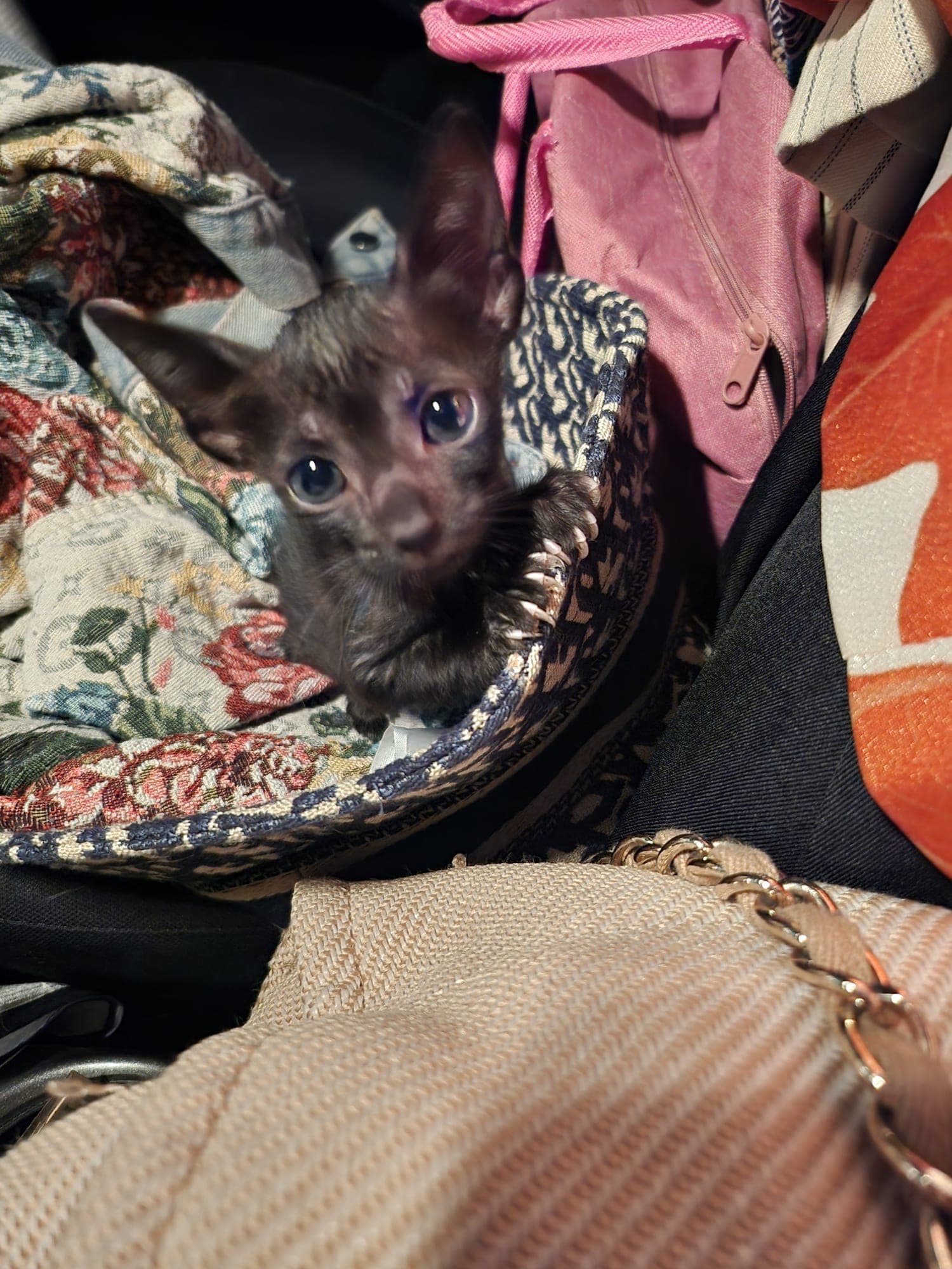 Bambi Russian Peterbald baby