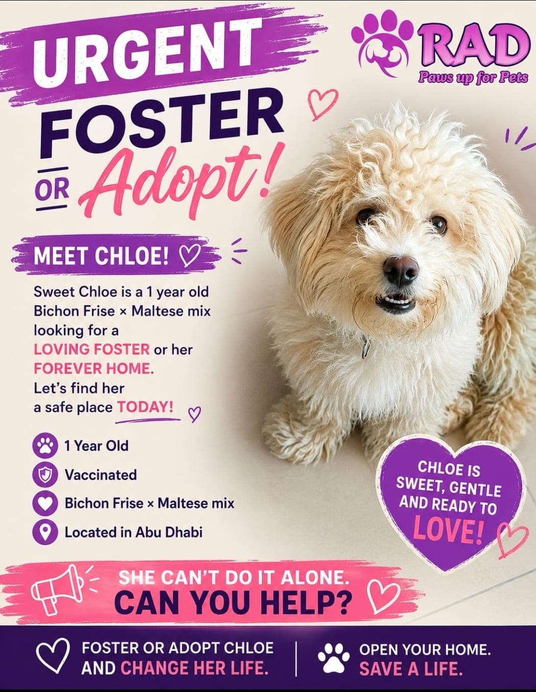 Chloe - available post spay. In foster