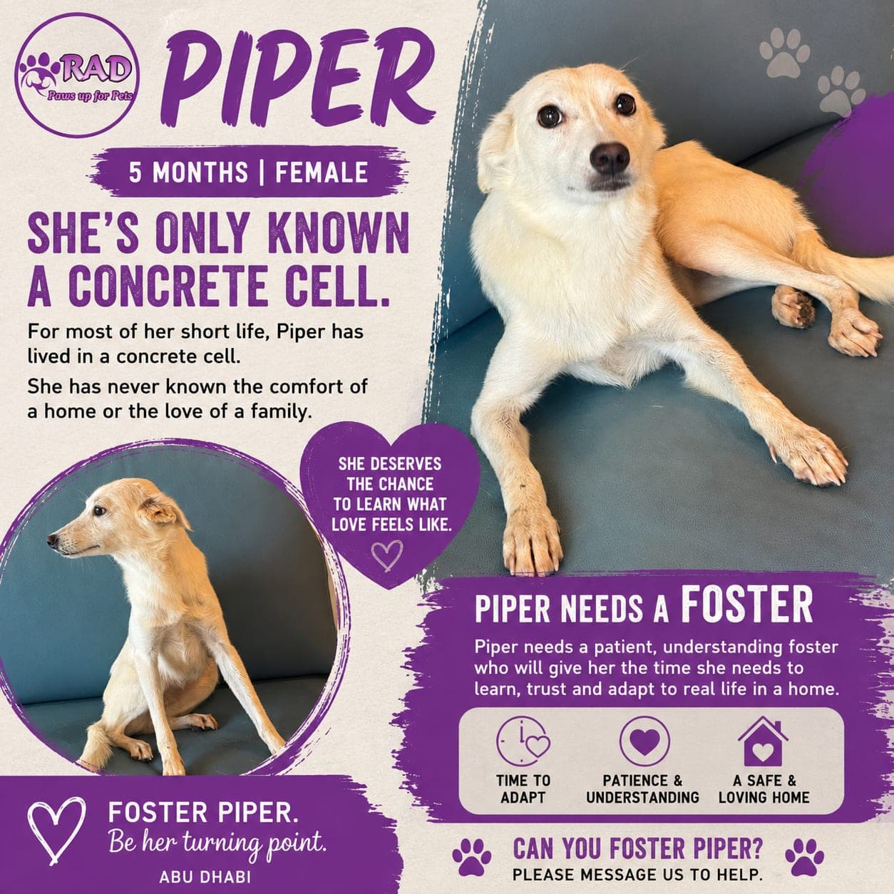 Piper