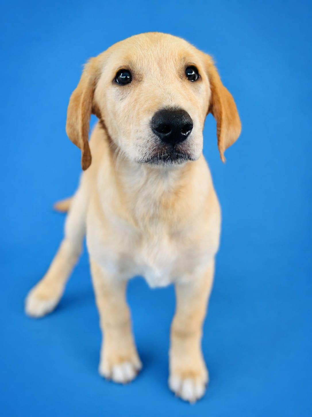 Benji