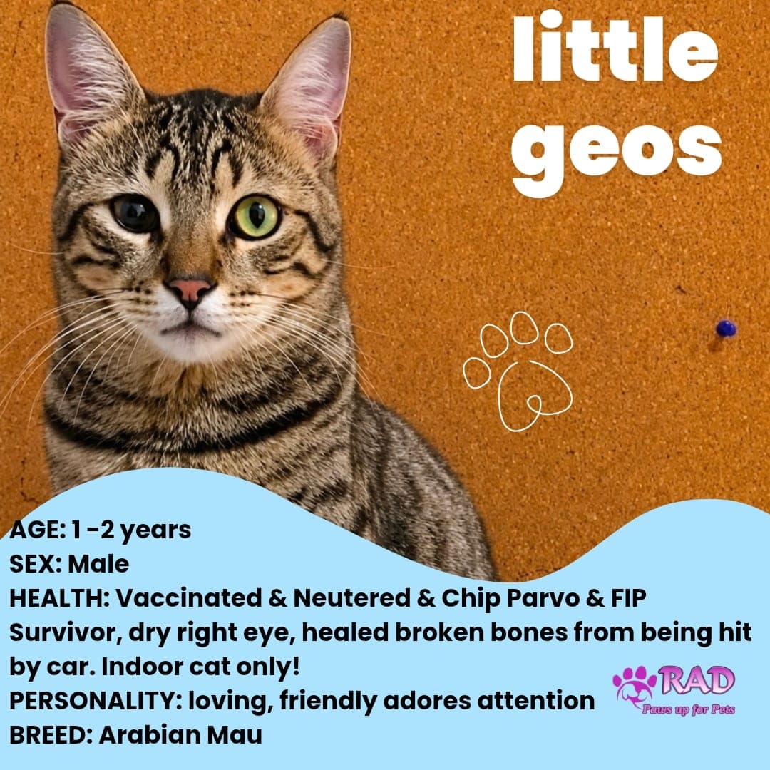 Little Geos