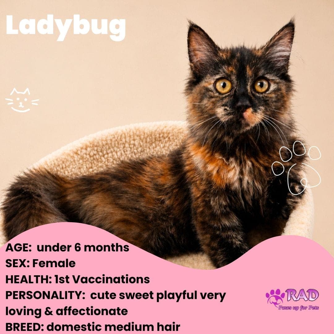 Ladybug