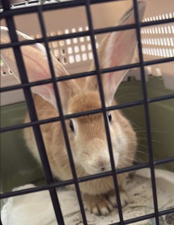 Bunny