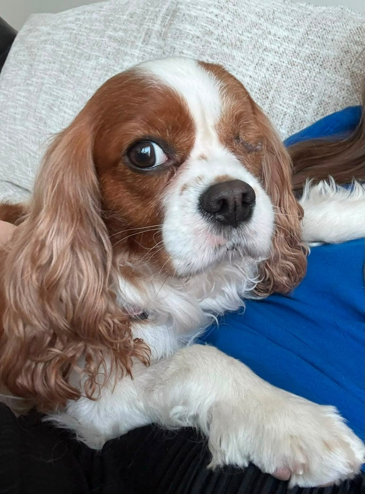 Oli