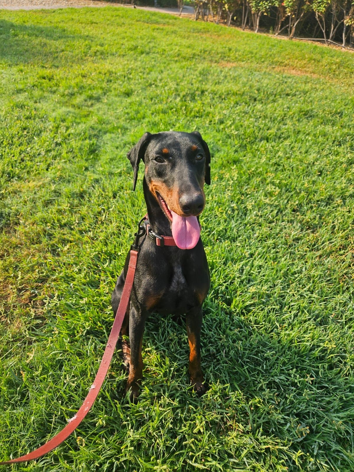 Dottie