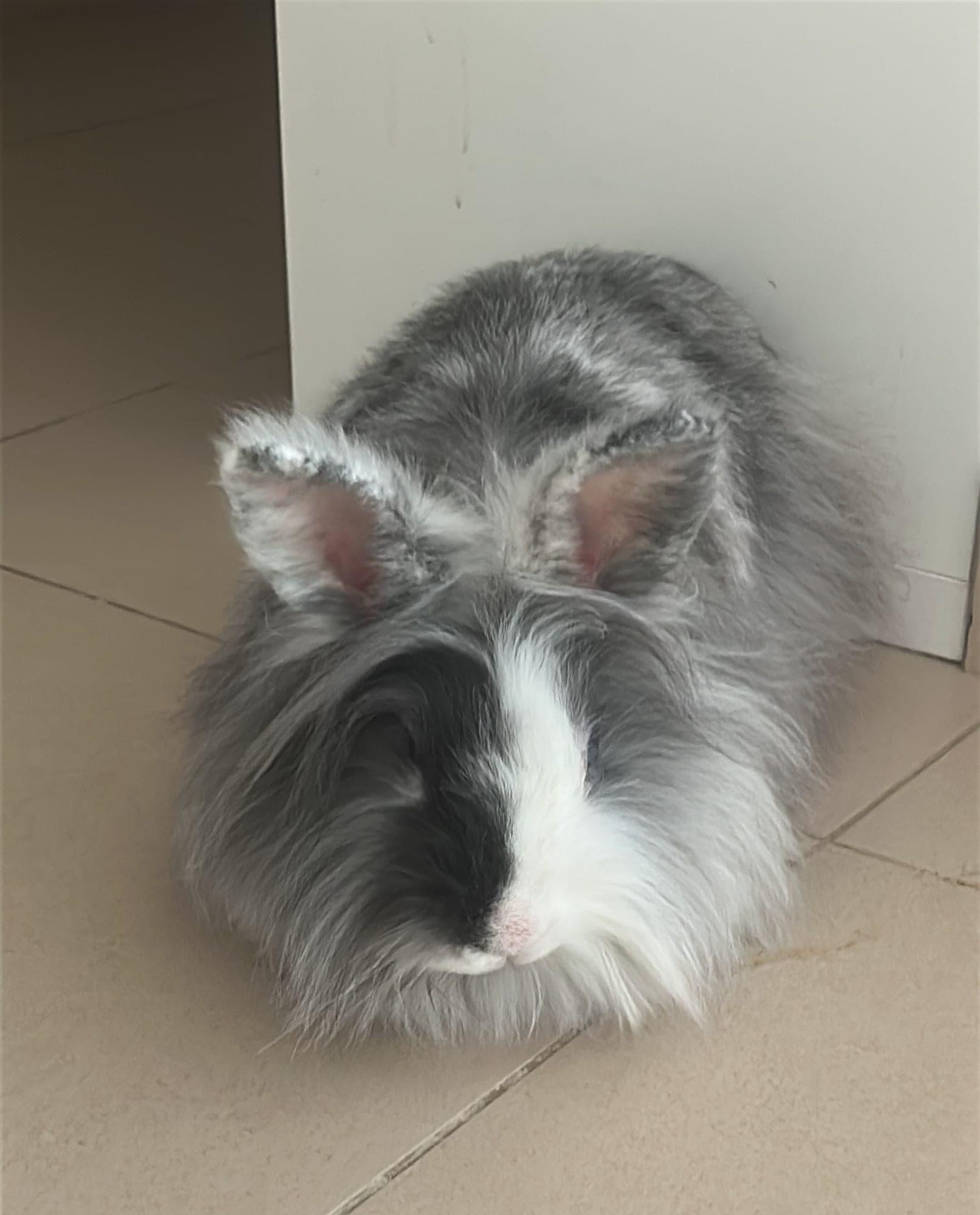Tilly