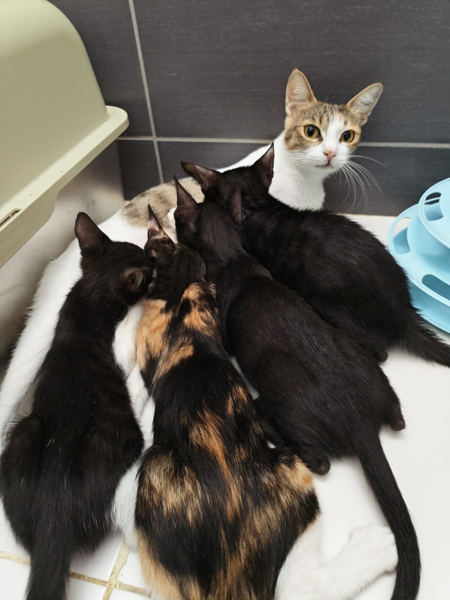Mom+ kitties