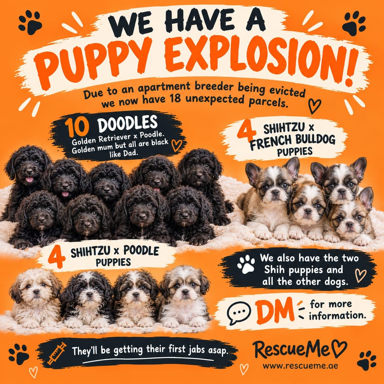 Doodle Puppies. - register your interest