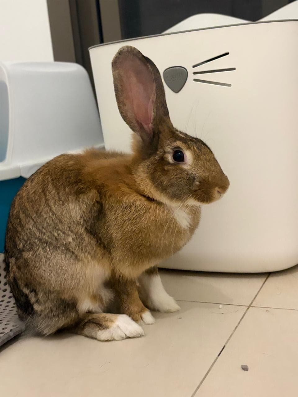 Stella