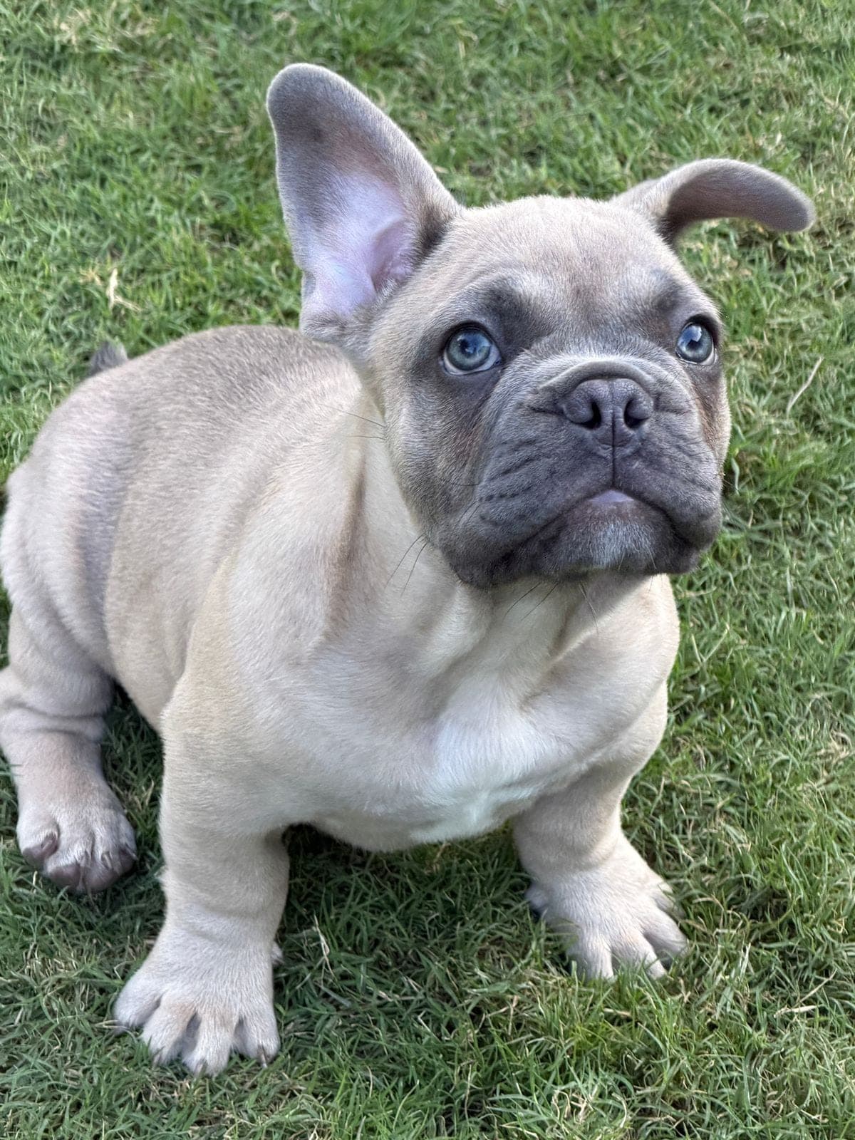 Luca