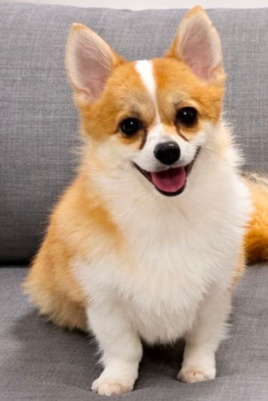 Tân - currently in foster