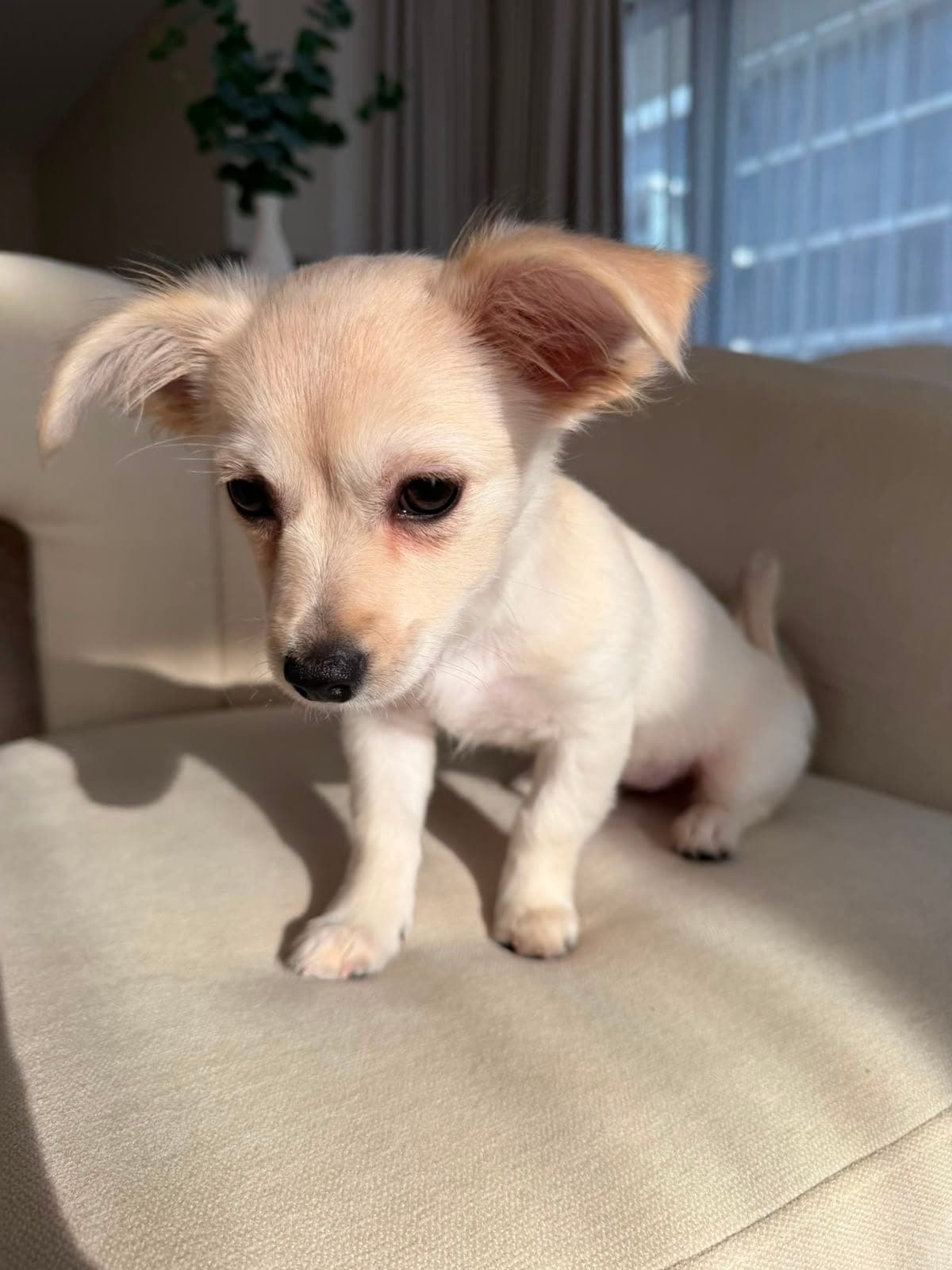 Nala