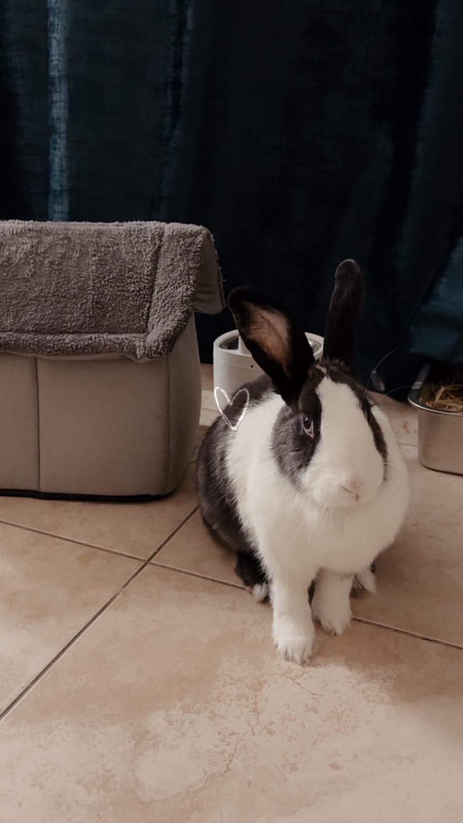 Milo