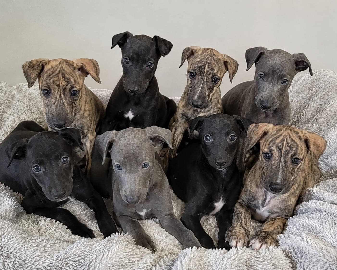 6 greyhound puppies (2 reserved of 8)