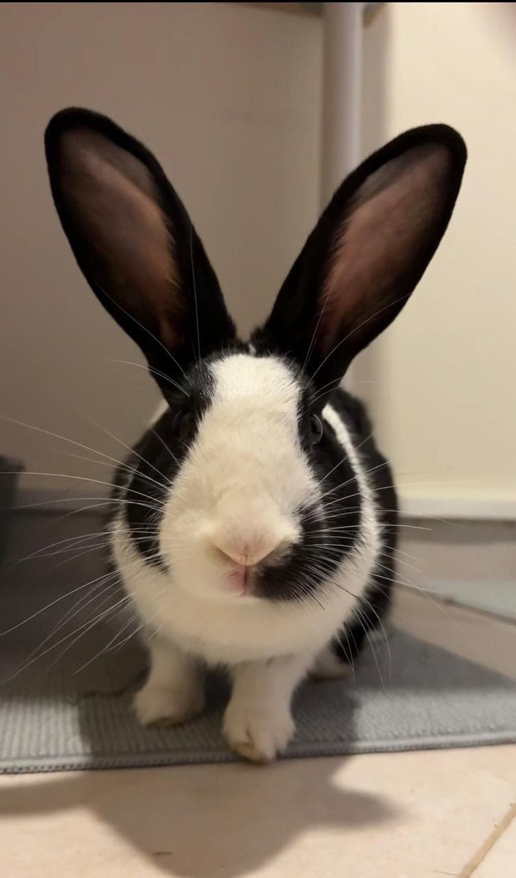 Domino