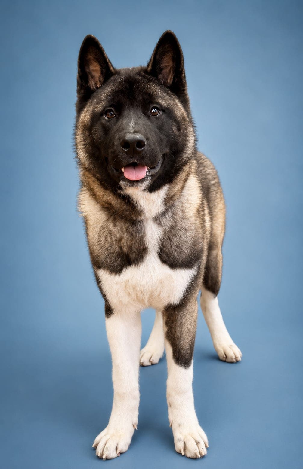 Thor (also a female available)
