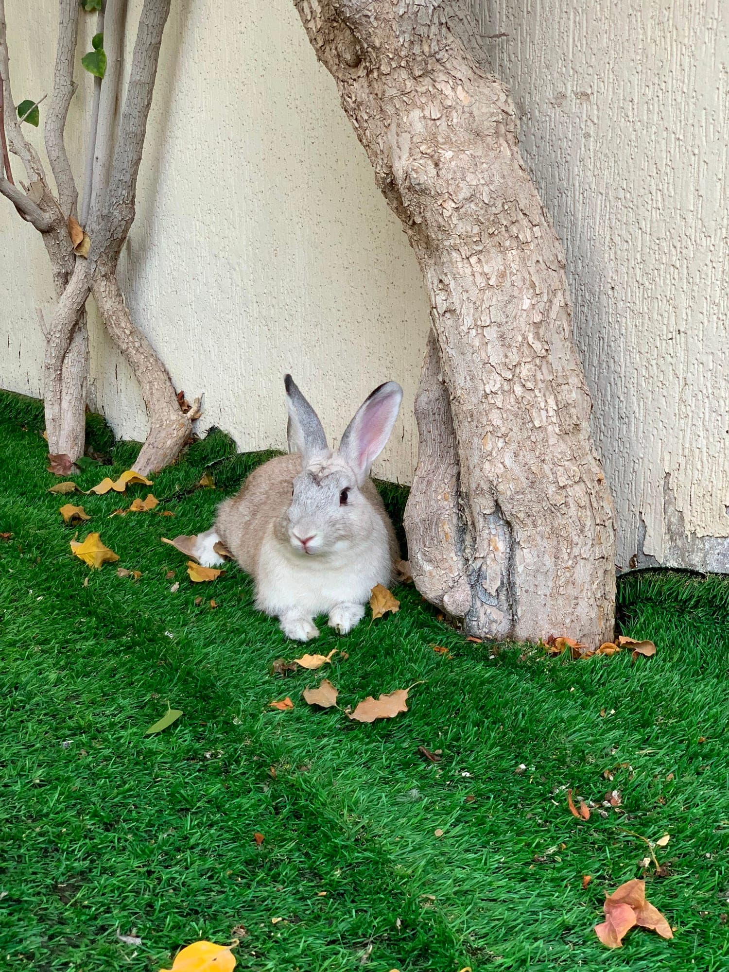 Stormy URGENTLY NEEDS A HOME AS WILL BE HOMELESS IN SEPTEMBER