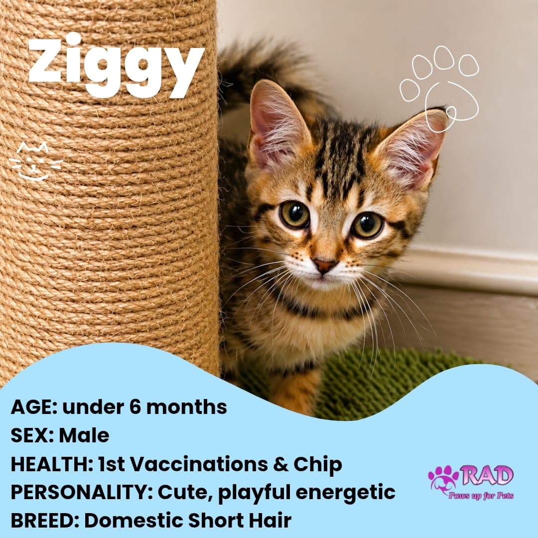 Ziggy