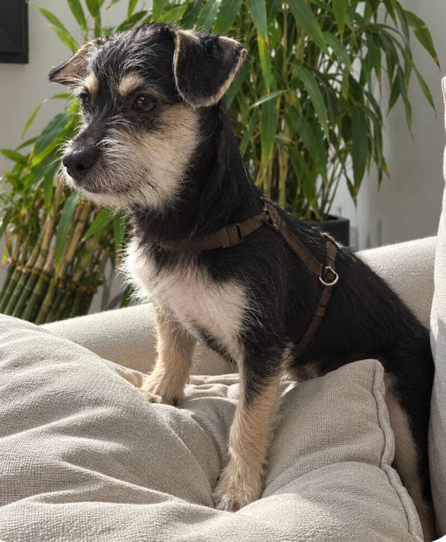 Benny