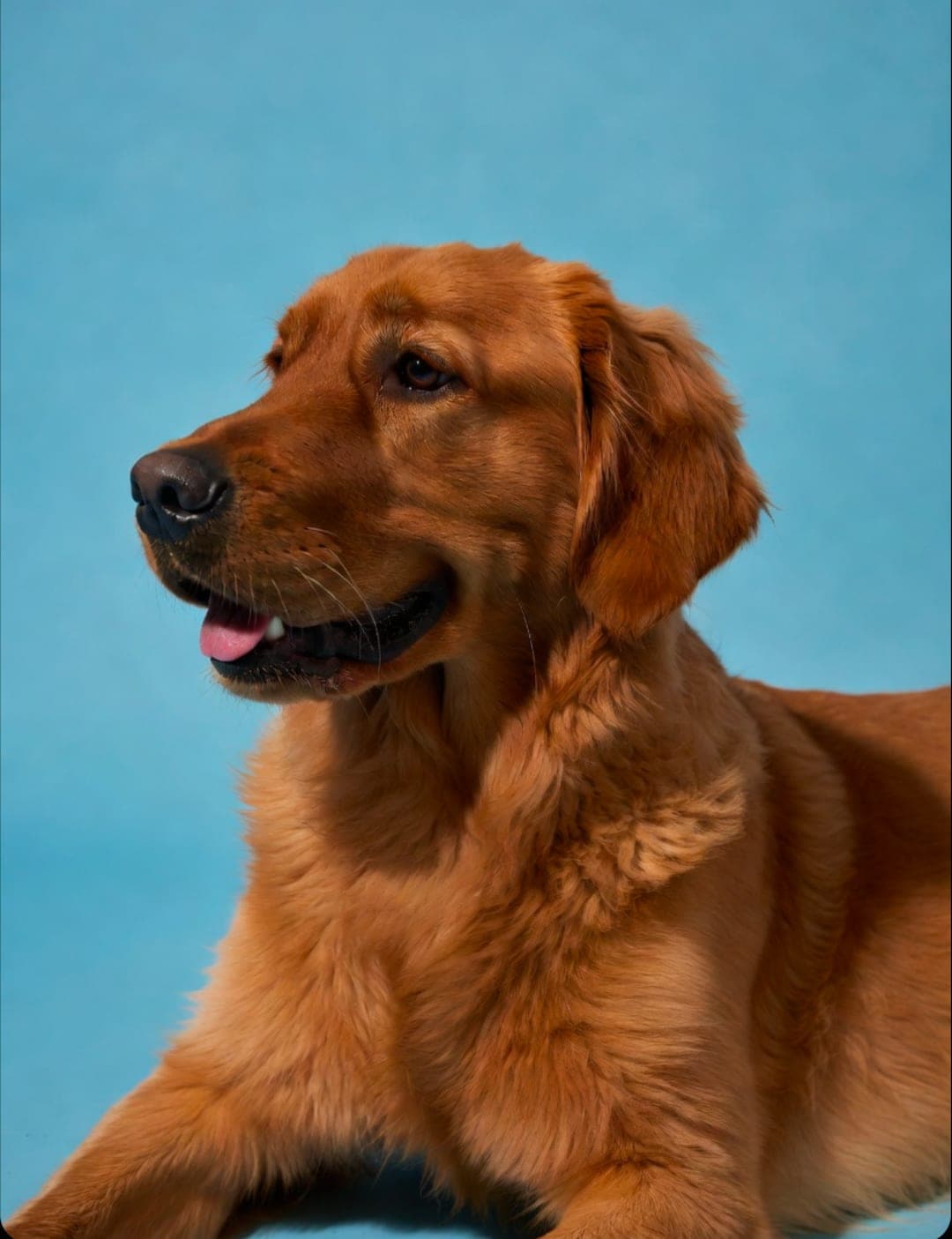 Roby - for Foster or Adoption