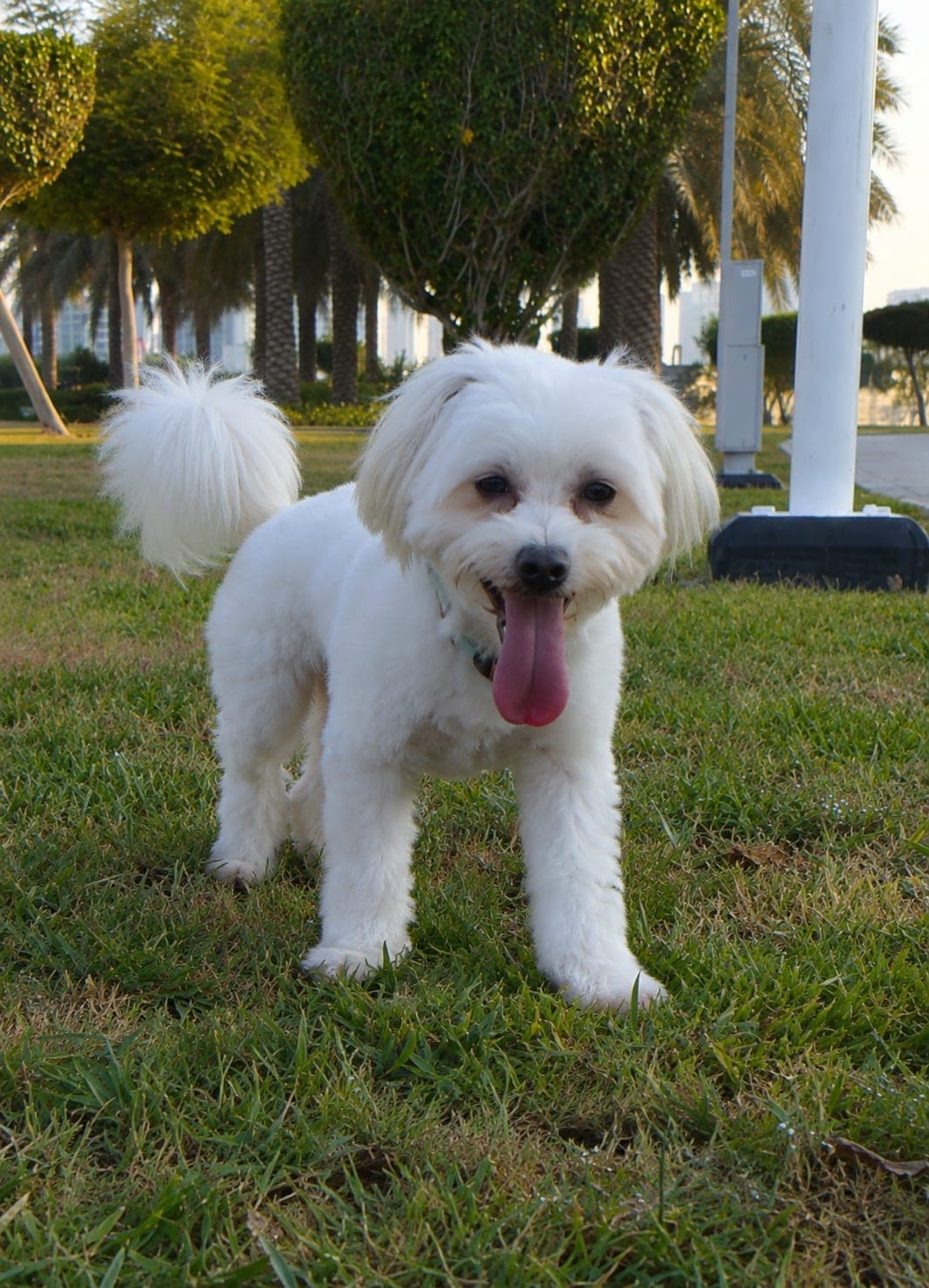Louie