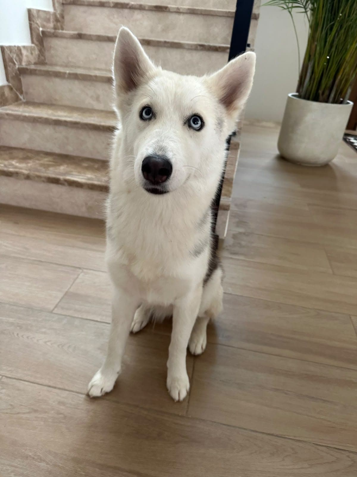 Arwen