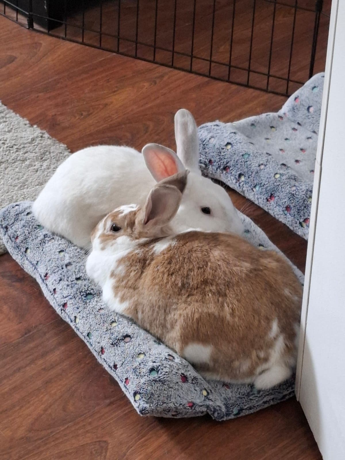 Bouncy & Jamie (M/F pair)
