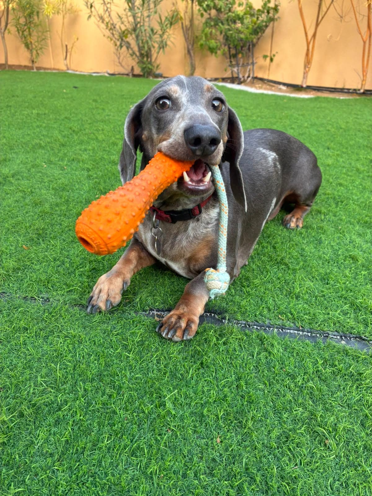 Chorizo