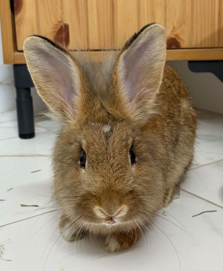 Al Manaseer Bunny