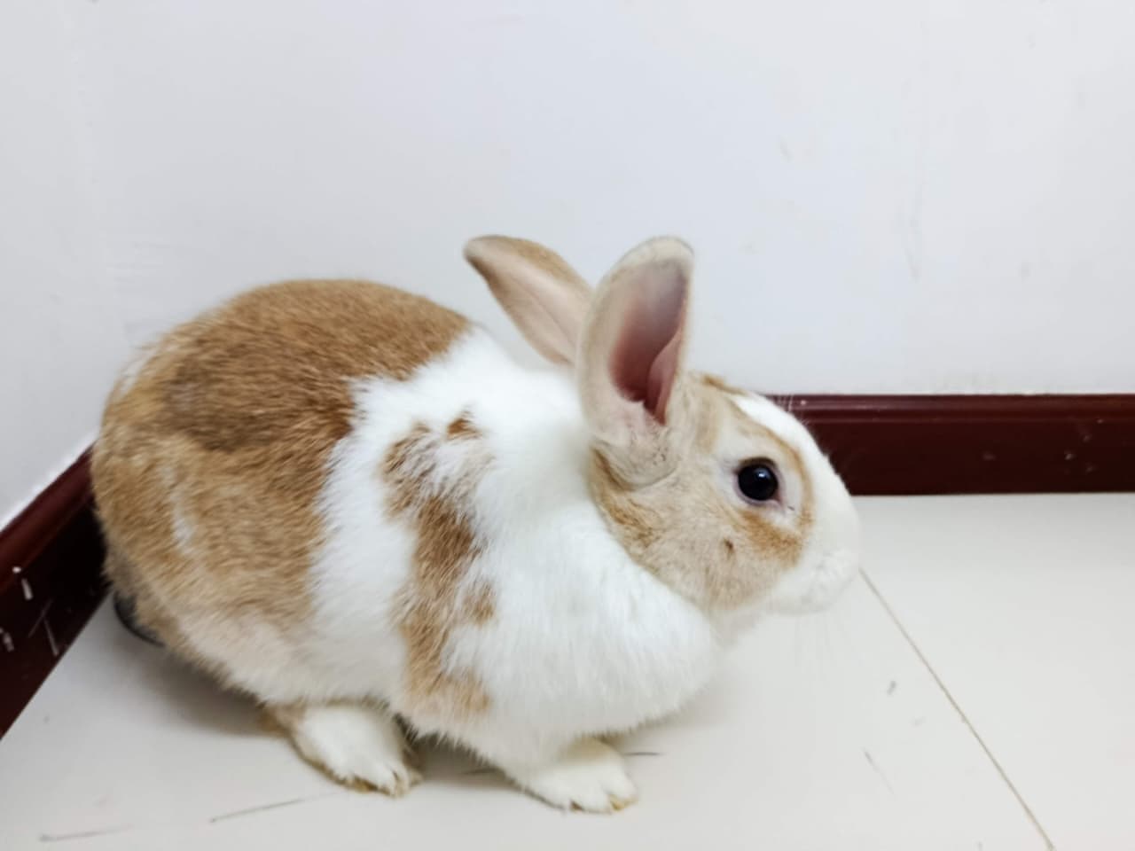 Esmerelda