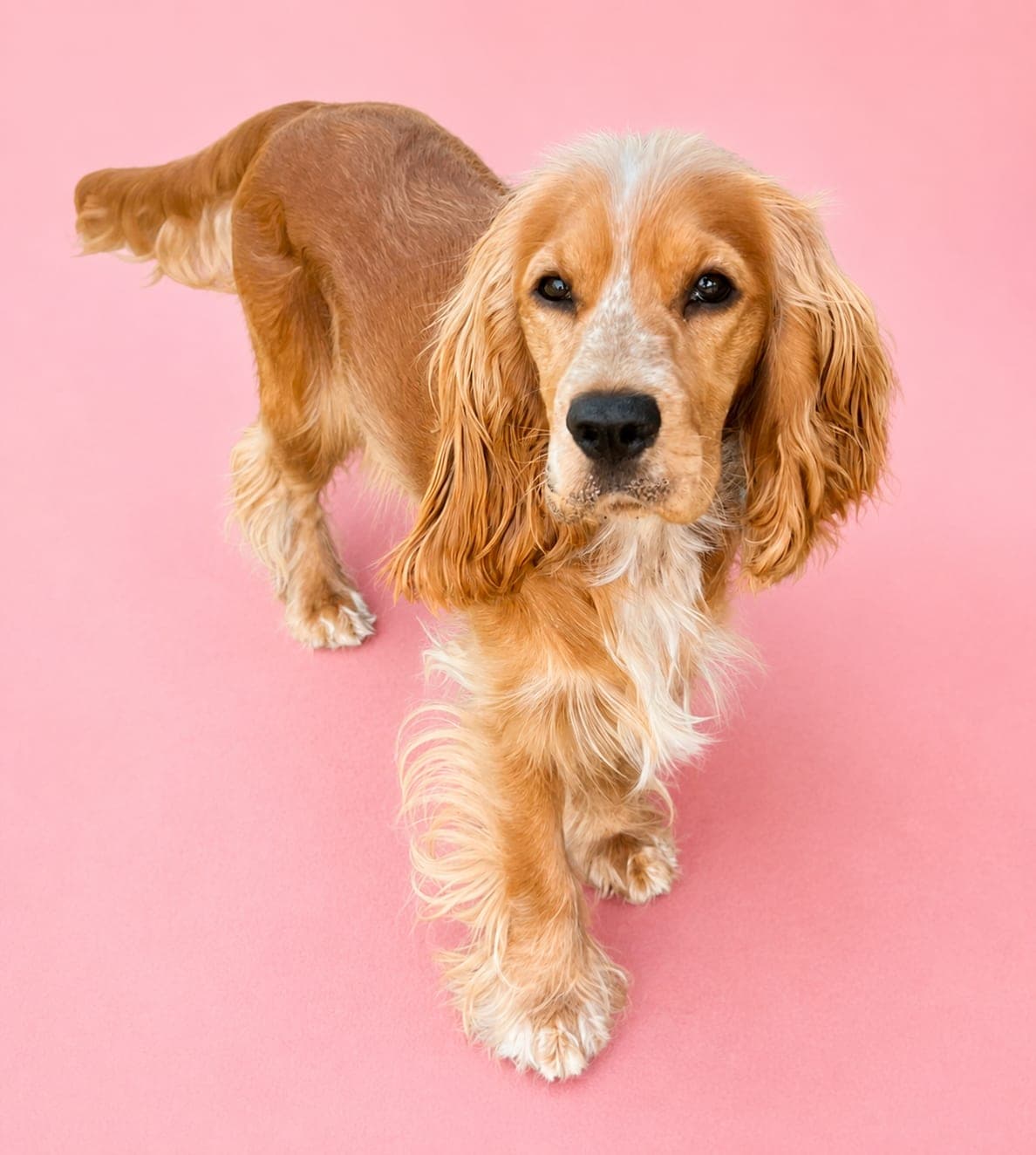 Maple - reserved