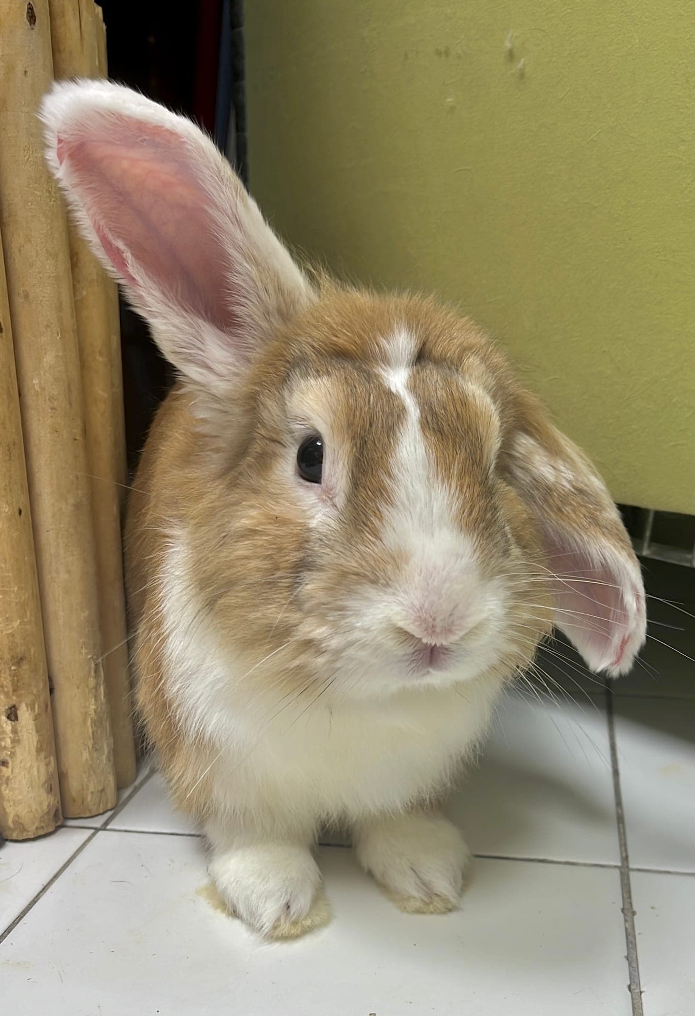 Romeo *** currently on home trial ***