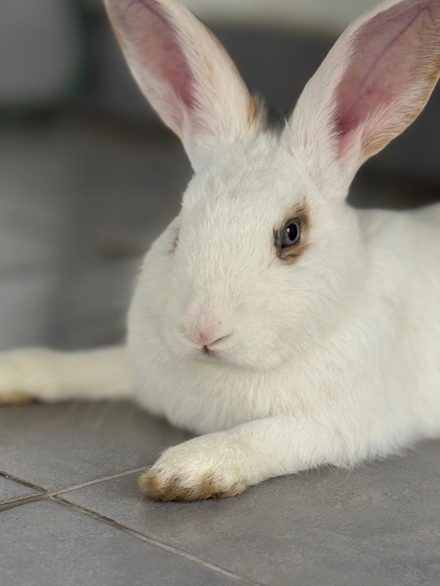 Flopsy URGENT FOSTER OR FOREVER HOME NEEDED