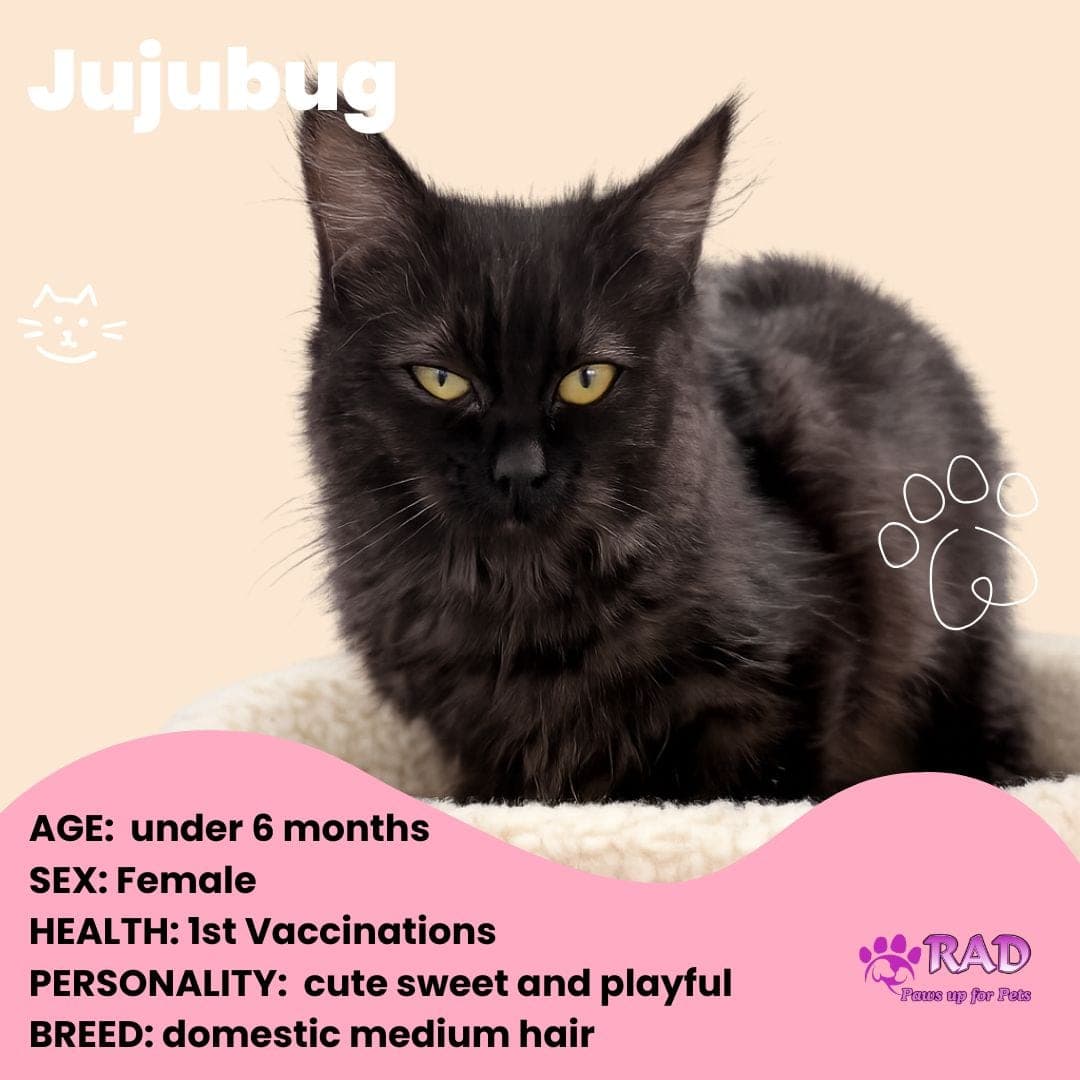 Juju - bug