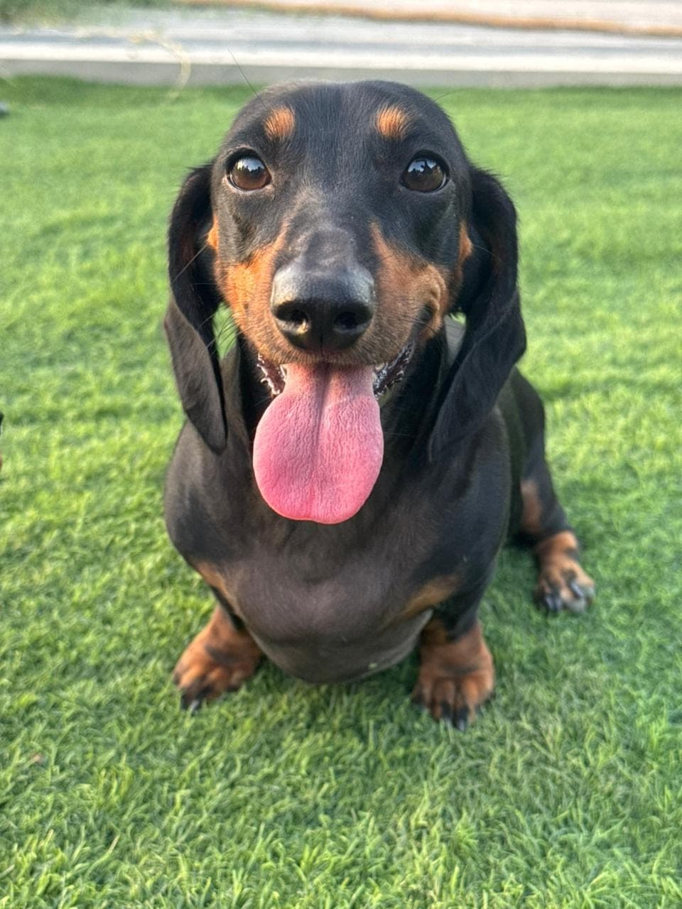 Roxy (NO CATS)