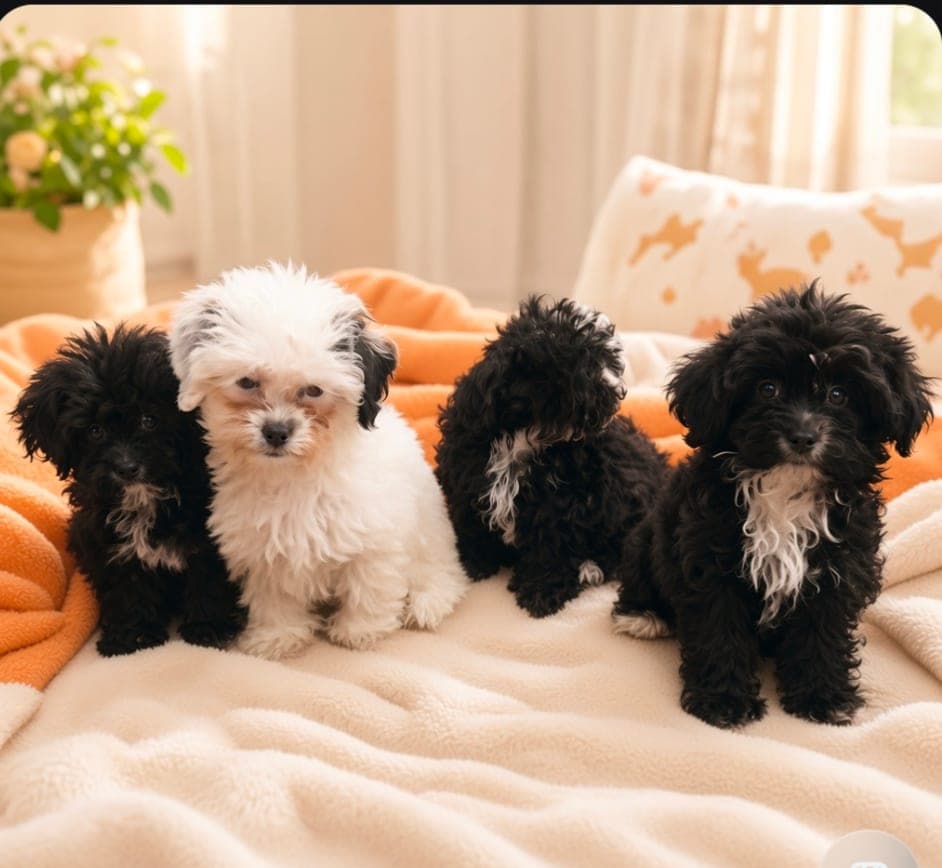 Shih Poo puppies. READY NOW