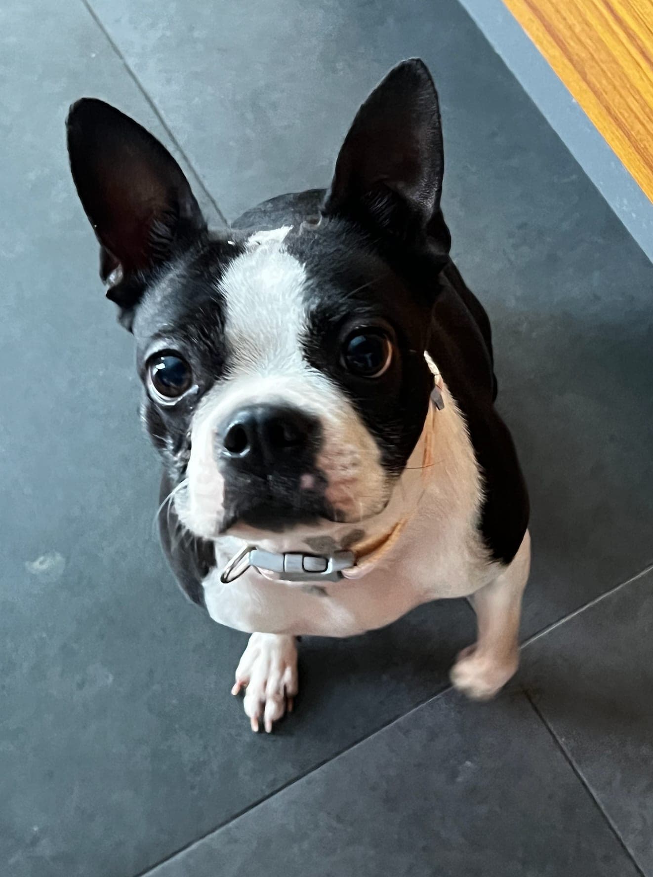 Fiona