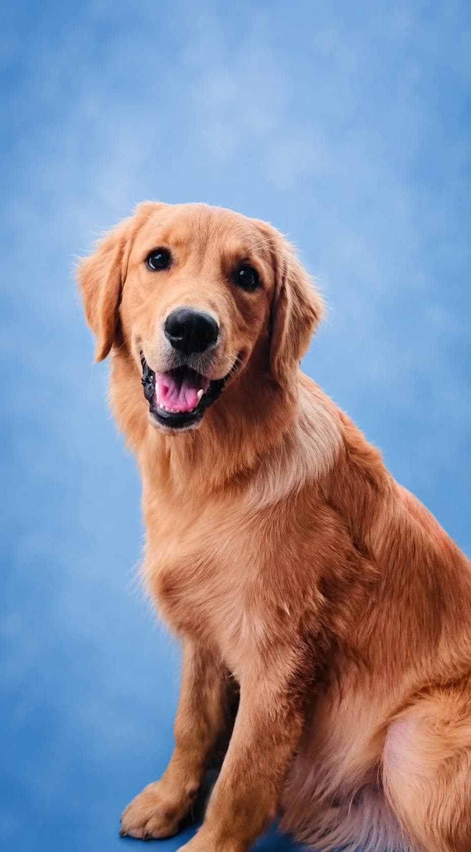 Neco - Foster or Adoption